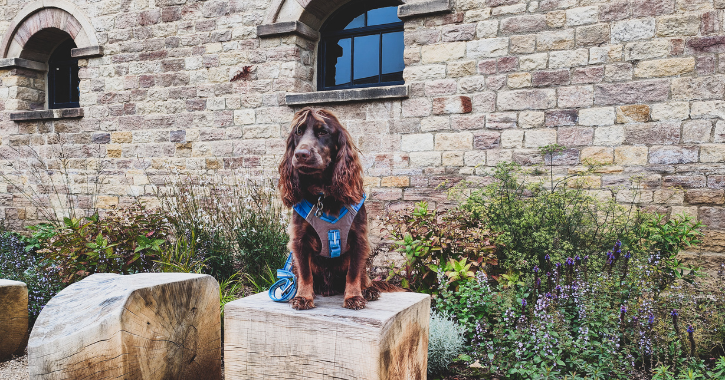 brown dog sat in the walled garden at Raby Castle surrounded by different plants and flowers.